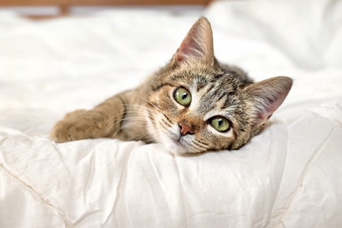 Hôtels_Gouverneur_Sept-Îles_chat_lit