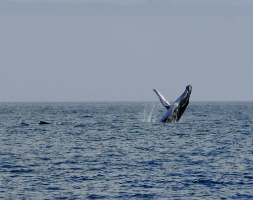 Hôtels-Gouverneur-Sept-Îles-baleine-saut-large