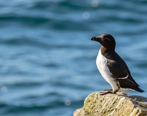 Hôtels-Gouverneur-Sept-Îles-Ile-Corossol-oiseau