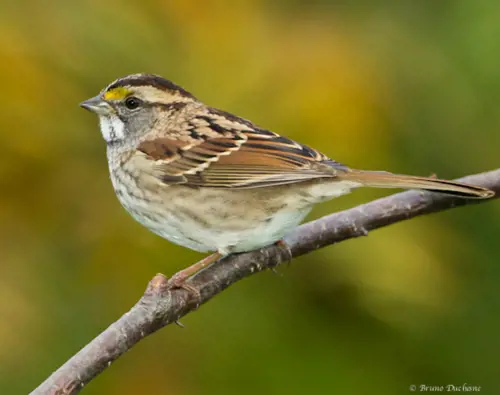Hôtels-Gouverneur-Sept-Iles-bird