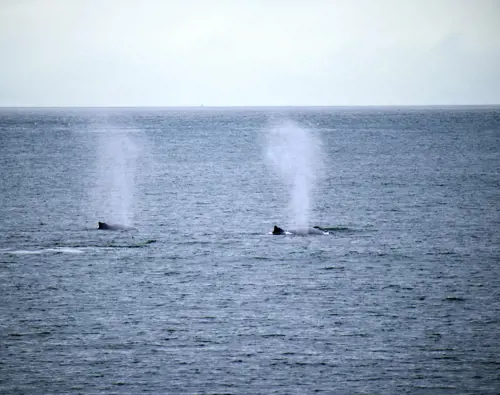 Hôtels-Gouverneur-Sept-Îles-baleine-souffle-large